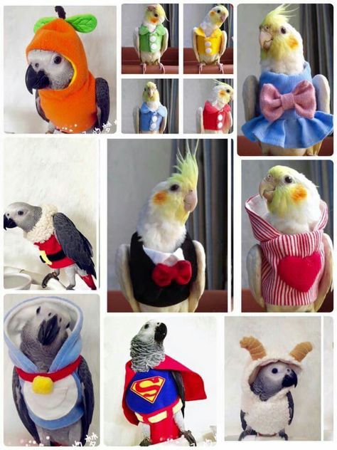 Dress up Halloween Costumes For Pet, Conure Bird, Parrot Dress, Crochet Dog Clothes, Conure Parrots, Pet Bird Cage, Bird Aviary, Funny Parrots, Bird Care