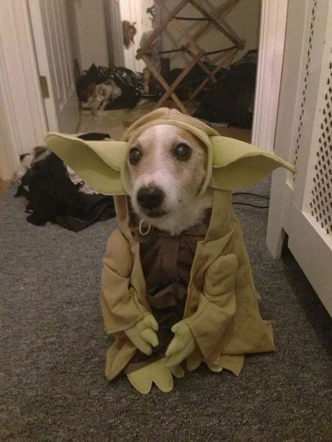 14 Best Costumes For Jack Russell Terriers - PetPress Corgi Outfits, Jack Russell Terrier Funny, Funny Pet Costumes, Yoda Costume, Russel Terrier, Rat Terrier, Jack Russell Terriers, Jack Russells, Terrier Mix Dogs