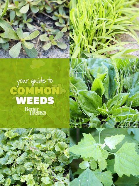 Don't let weeds rob your garden of its beauty. Use our guide to help you identify and control these troublesome pests. Heirloom Gardening, Suburban Homesteading, Identify Plant, Weeds In Lawn, Edible Gardens, Garden Weeds, Homestead Living, Garden Types, Plant Therapy