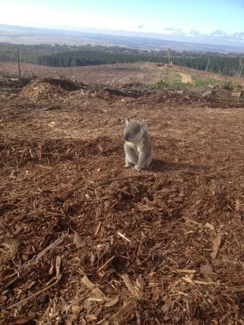 Loggers found him sitting amid the scraps of timber and bark that had once been his home forest. | This Sad Koala Just Discovered His Home Was CutDown   "Koalas would have been moved out of their homes in preparation for planned logging activities...[It] is common for koalas to roam back to their home range afterwards and become confused to find nothing there." Tree Hugger, Animal Rights, Koala Bear, Science And Nature, New South Wales, Real Photos, Animal Kingdom, Pollution, Koala