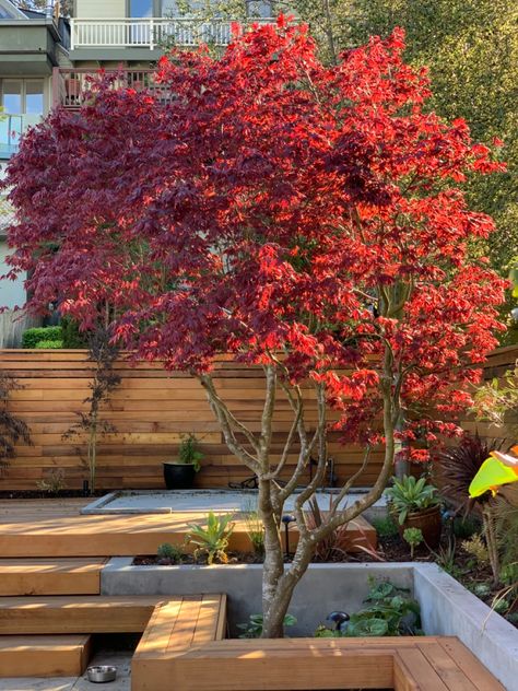 Japanese Maple In Front Of House, Japanese Maple Backyard, Red Trees Landscaping, Japanese Maple Tree Aesthetic, Japanese Maple Garden Ideas, Japanese Maple Tree Landscape Front Yard, Japanese Courtyard Garden Small Spaces, Japanese Maple Tree Landscape Front Yards Flower Beds, Japanese Patio Ideas