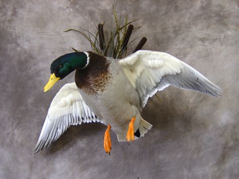 Awesome Mallard Mount Taxidermy Decor Interior Design, Duck Mounts Taxidermy, Trophy Display Ideas, Wood Duck Mounts, Taxidermy Aesthetic, Taxidermy Duck, Duck Mounts, Crochet Taxidermy, Bad Taxidermy