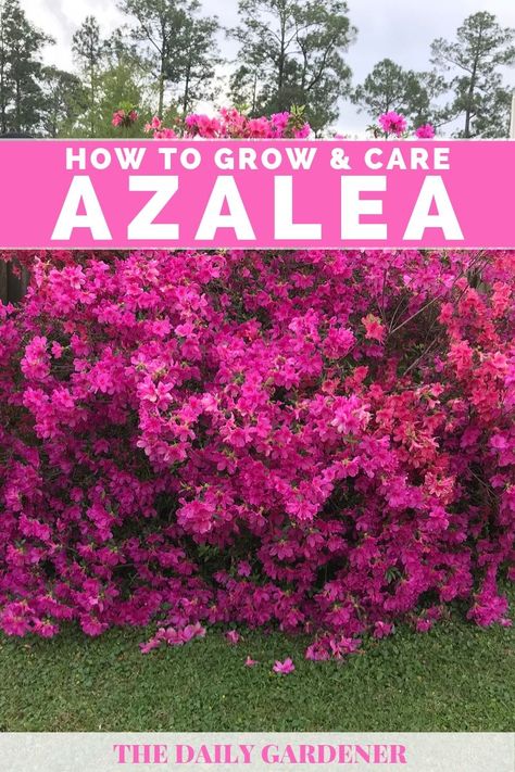 Planting Azaleas, Azaleas Landscaping, Azaleas Care, Azalea Shrub, Azalea Bush, Azaleas Garden, Azalea Flower, Easy Landscaping, Garden Yard Ideas