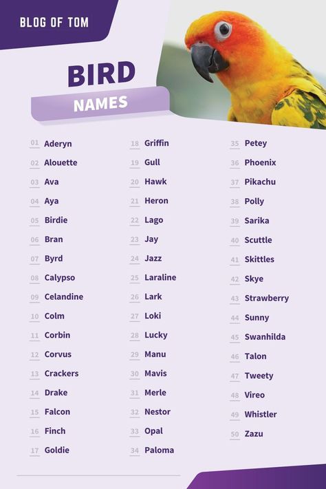 A list of 123 awesome pet bird names. Budgie Names, Birds Name List, Parakeet Names, Aesthetic Bird, Bird Names, Nature Inspired Names, Cute Animal Names, Names Of Birds, Love Birds Pet