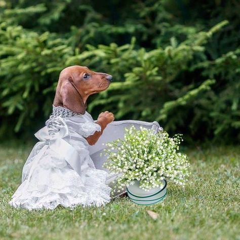 Dachshund Themed Wedding|Wedding|Pet Themed Wedding|Beautiful Wedding| Wedding Photography|Dog Themed Wedding|Sausage dog Themed Wedding|Wedding love|Doxie Themed Wedding|Weiner Dog Themed Wedding|Wiener Dog Themed Wedding| Miniature Dachshund Themed Wedding|Dachshund Addict|Weenie Dog Themed Wedding|Hot Dog Themed Wedding|Dachshund Dog Themed Wedding|Weiner Dog Themed Wedding|Weenie Dog Themed Wedding|Dog Dad Wedding|Dog Mom Wedding|Dog Parent Wedding| #dachshunds #dogs #Wedding #weddings Dog Weiner, Dachshund Wedding, Wedding Dresses V Neck, Dresses V Neck, Doxie Dogs, Cheap Wedding Dresses Online, Wedding Pets, Weenie Dogs, Miniature Dachshund