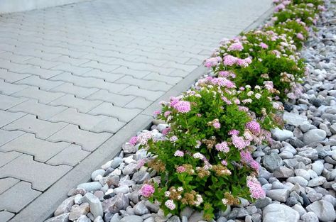 Rock Mulch, Mulch Landscaping, Decorative Pebbles, Wood Mulch, Landscape Elements, Low Maintenance Landscaping, Rock Garden Landscaping, Annual Flowers, Landscape Features