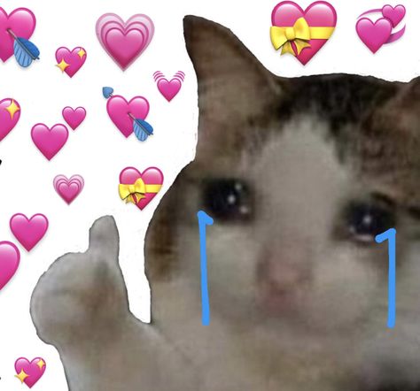 crying cat meme doing thumbs up with pink heart emojis surrounding the cat Cat Lady Meme, Excited Meme, Hug Meme, Excited Cat, Cat Memes Funny, Cat Crying, Funny Looking Cats, Crying Emoji, Cat Emoji