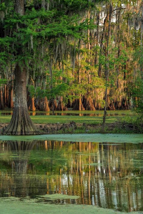 Louisiana Photography, Louisiana Swamp, Cypress Swamp, Louisiana Bayou, Oc Aesthetic, African American Culture, Magic Forest, Cypress Trees, Earth Angel