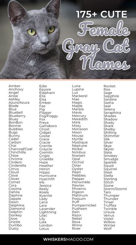 175+ Cute Gray Female Cat Names - From Misty to Moon, Dove, Bunny, Blue, Smokey, and Storm, check out 175+ cute gray female cat names right here! #catnames #graycat #greycat #russianblue #graytabby #chartreux #britishshorthair Goth Cat Names, Names For Tabby Cats, Gray Kitten Names, Pretty Cat Names, Names For Girl Cats, Russian Names Female, Cat Names Girl Unique, Gray Cat Names, Black And White Cat Names