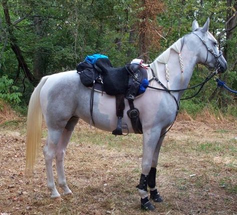 Endurance Granny: For the Newbies / Green Beans Endurance Horse, Equestrian Life, Horse Adventure, Horse Exercises, Horse Riding Clothes, Horse Aesthetic, Friesian Horse, All About Horses, All The Pretty Horses