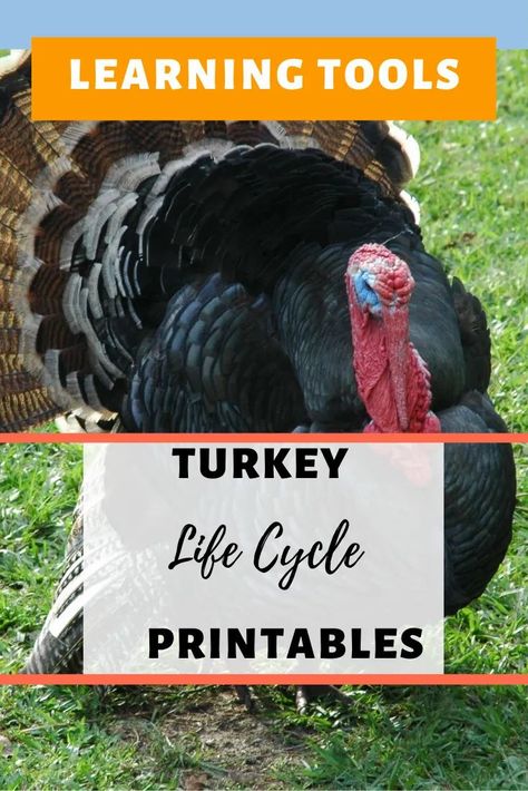 Turkey Life Cycle Activity for Kids. Free Printable activity and worksheet and also turkey facts. #printables #homeschool #learning #lifecycles #turkey #free Parts Of A Turkey Free Printable, Parts Of A Turkey Preschool, Turkey Printable Free, Turkey Worksheets, Turkey Facts, Quirky Birds, Life Cycles Activities, Thanksgiving Clipart, Christmas Turkey