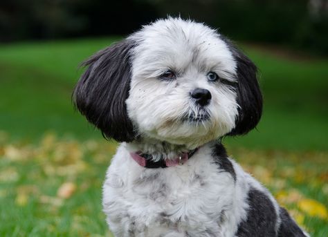 15 Cutest Shih-Poo Haircuts To Ask Your Groomer To Try Shitzu Poodle Haircuts, Shipoo Dog Haircuts, Shihpoo Haircuts, Shihpoo Grooming Styles, Shih Poo Haircuts, Shipoo Puppies, Shitzu Haircuts, Shitzu Poodle, Bear Dog Breed