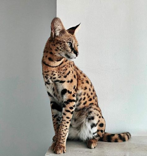 Savannah Cat Aesthetic, Ashera Cat, Savannah Cats, Hybrid Cat, Cat Patterns, Savannah Cat, Live Animals, Domestic Cat, Cat Aesthetic