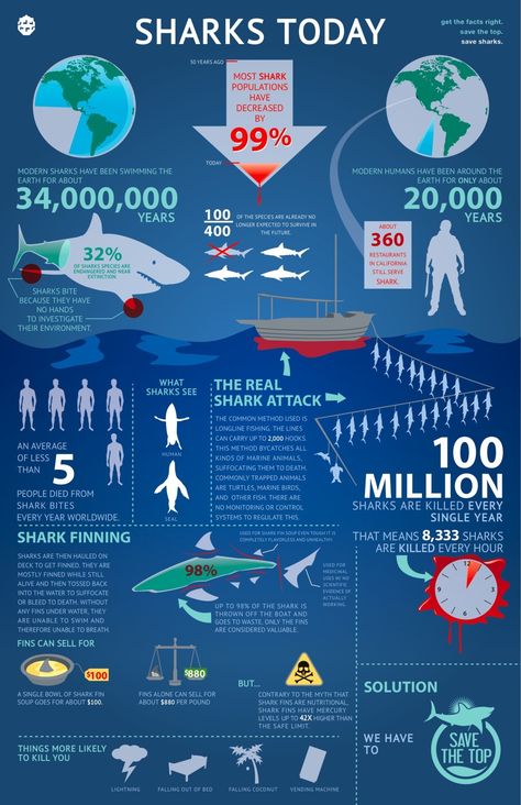 I Am The Walrus. — SAVE SHARKS Infographics poster I designed. Feel... Sharks Species, Beautiful Sharks, Save Sharks, Save The Sharks, Shark Conservation, Shark Facts, I Am The Walrus, Educational Illustration, Infographic Poster