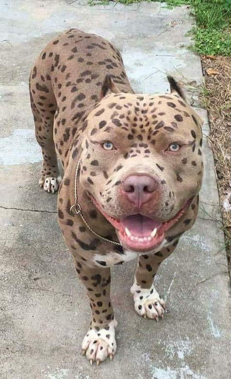 Cutest dearest colored pit ...jack leopard Pitbull Dog Breed, Pitt Bulls, Bully Breeds Dogs, Bully Dog, Pretty Dogs, Bully Breeds, American Bully, Cute Dogs And Puppies, Pit Bulls