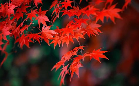 Coral Bark Maple, Japanese Maple Varieties, Small Trees For Garden, Japanese Maple Tree, Specimen Trees, Acer Palmatum, Patio Plants, Ornamental Trees, Orange Leaf