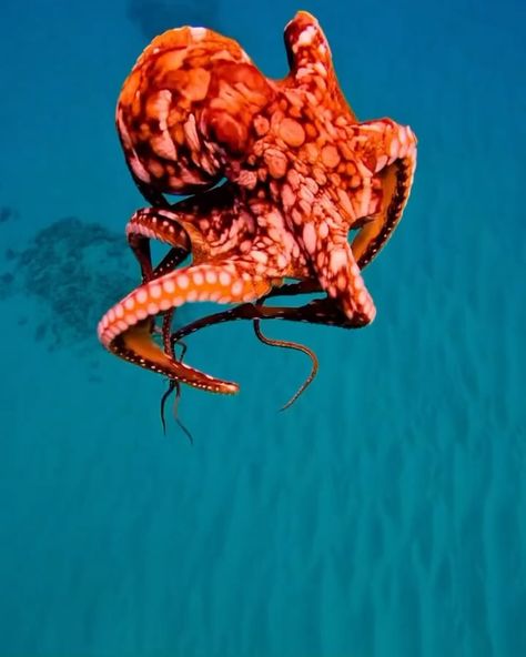 Ocean Obsessions | “Octopuses might be nature’s ultimate weirdos: They have squishy bodies that can squeeze through tiny cracks; eight sucker-covered arms… | Instagram Octopus Gif, Baby Sign Language, Still Frame, Three Hearts, Beautiful Sea Creatures, Destroyer Of Worlds, Fish Farming, Fish Ponds, Blue Pumps