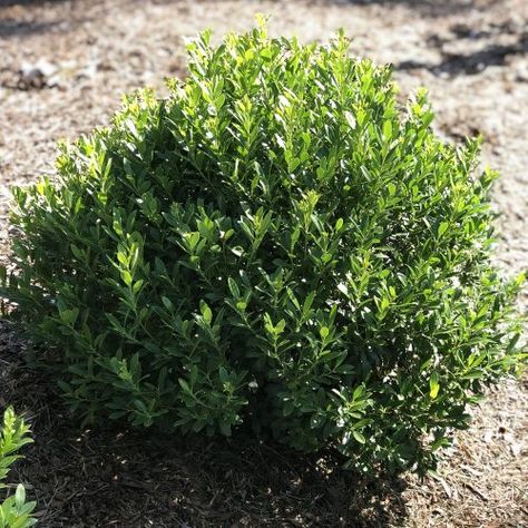 Evergreen Foundation Planting, Inkberry Holly, Gardening Seeds, Low Maintenance Shrubs, Bushes And Shrubs, Shade Shrubs, Foundation Planting, Plant Delivery, Garden Shrubs