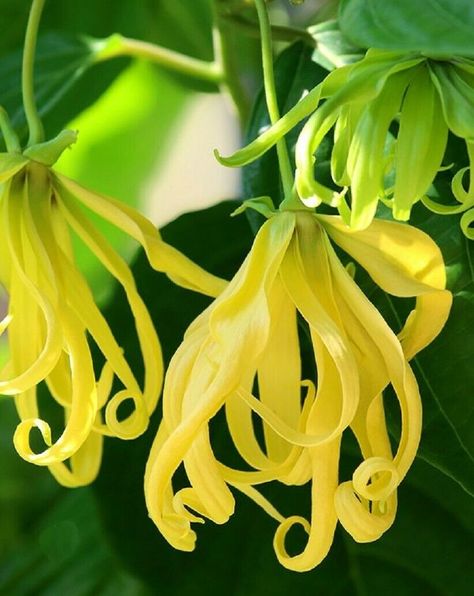 Chanel 5 Perfume, Chanel 5, Ylang Ylang Flower, Flowers To Make, Chanel No 5, Flower Therapy, Flower Field, Ylang Ylang, Tropical Flowers