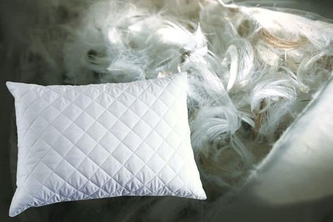 Guide to Washing Feather Pillows How To Wash Throw Pillows, Wash Feather Pillows, Types Of Feathers, Fabric Refresher, Feather Pillow, Keep Clean, Firm Pillows, Old Pillows, Moroccan Mosaic