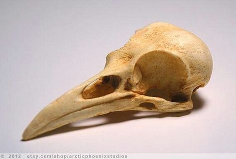 Raven skull Skeleton Reference, Skull Reference, American Crow, Real Skull, Animal Skeletons, Crow Skull, Crow Bird, Raven Skull, Young Animal