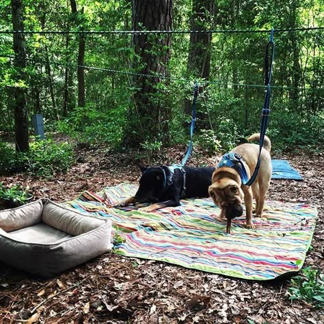 Dog Zip Line, Camping Dog, First Time Camping, Camping Snacks, Camping Diy, Camping Hacks Diy, Camping Cot, Zip Line, Dog Camping