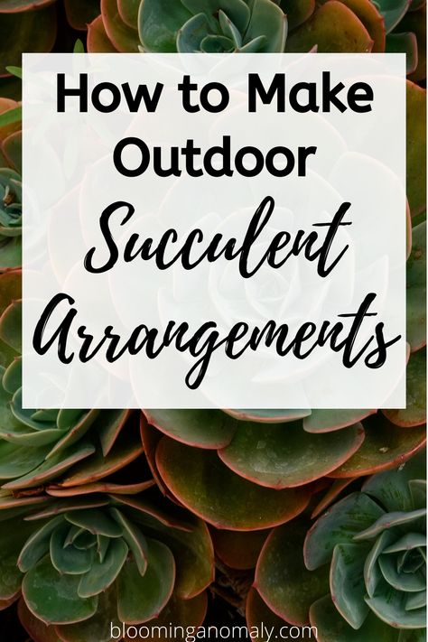 Succulent Arrangements Diy, Mini Succulent Garden, Succulent Outdoor, Different Types Of Succulents, Types Of Succulents Plants, Succulent Bowls, Succulent Landscaping, Succulent Garden Diy, Hanging Succulents