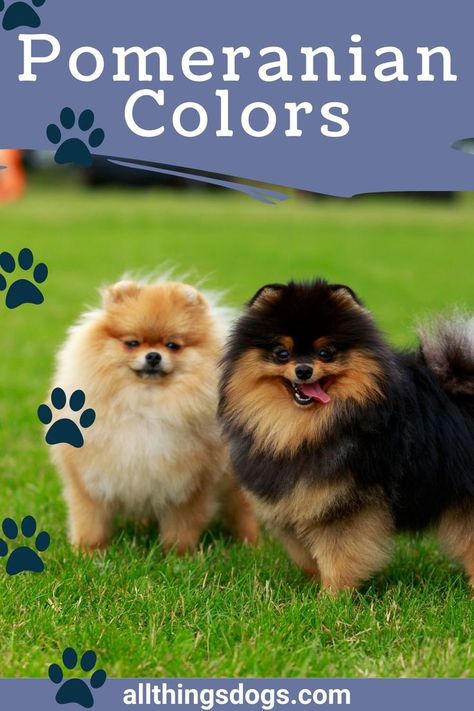 Pomeranian Puppy Colors, Brown Pomeranian Puppy, Wolf Sable Pomeranian, Blue Pomeranian, Pomeranian Colors, Teddy Bear Pomeranian, Teacup Dog Breeds, Merle Pomeranian, Bear Dogs