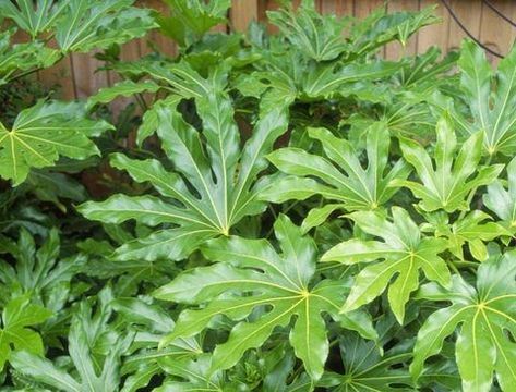 tropical-plants-fatsia-japonica Tropical Plants Uk, Tropical Terrace, Tropical Garden Plants, Small Tropical Gardens, Tropical Patio, Fatsia Japonica, Architectural Plants, Plants Tropical, Plants Uk