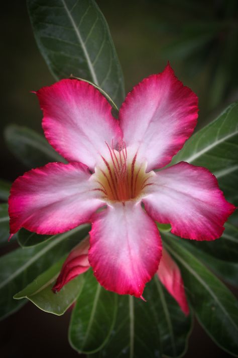 Impala Lily Impala Lily, Adenium Obesum, Garden Flower Beds, Rare Flowers, Desert Rose, All Flowers, Exotic Flowers, Garden Flowers, Flower Beauty