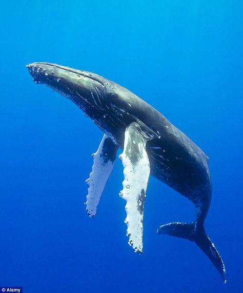 Humpback whales don't really communicate like other dolphins and whales, when they vocalize, they sing. The songs they sing are so beautiful! Whale Song, Sea Mammal, Water Animals, Marine Mammals, Humpback Whale, Whale Shark, Blue Whale, Ocean Creatures, Marine Animals