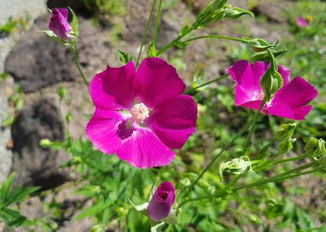 Callirhoe bushii (Bush's Poppy Mallow) is a showy herbaceous perennial boasting masses of brilliant magenta cup-shaped flowers from early to late summer. Poppy-like, the eye-catching upward-facing blossoms, up to 2.5 in. wide (6 cm), consist of five overlapping petals with a white spot at their base surrounding a prominent central column of stamens. They are borne singly atop partially erect and rambling stems. The leaves are palmately divided (hand-shaped) into 5 to 7 lobes. Callirhoe bushii pr Poppy Mallow, Mexican Feather Grass, Mexican Sunflower, Mallow Flower, Creeping Phlox, Asclepias Tuberosa, Purple Poppies, Red Blossoms, Covered Garden