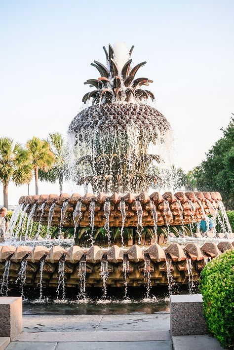 Is there anything more iconic in Charleston than the pineapple fountain? The Pineapple Fountain is a focal point of the Charleston Waterfront Park, which people have been enjoying since it opened in 1990. The fountain is made of bronze and concrete, and it features a pineapple finial that spews water into a basin below. It's a beautiful sight to behold, and it's one of the city's most popular tourist attractions. 📸: iStock Charleston Pineapple Fountain, Pineapple Fountain Charleston Sc, Savannah Georgia Fountain, Sunset In Charleston, Fountainbleau State Park Louisiana, Versailles Fountains, Charleston Bachelorette, South Carolina Vacation, Charleston Travel