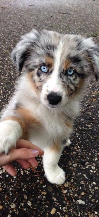 Shepherd Dog Breeds, Australian Shepherd Puppy, Aussie Dogs, Super Cute Puppies, Cute Animals Puppies, Very Cute Dogs, Australian Shepherd Dogs, Baby Animals Pictures, Really Cute Dogs