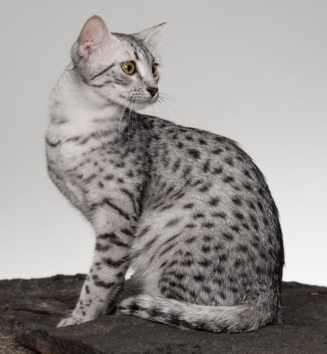 15 Exotic Cat Breeds You Can Adopt | Litter-Robot Exotic Cat Breeds, Domestic Cat Breeds, Ocicat, Egyptian Mau, Egyptian Cat, Exotic Cats, Animal Sketches, Bengal Cat, Domestic Cat