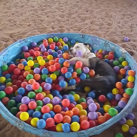 Ball Pit For Dogs, Diy Dog Run, Backyard Dog Area, Dog Kennel Outside, Dog Agility Course, Pit Dog, Spoiled Pets, Dog Yard, Dog Playground