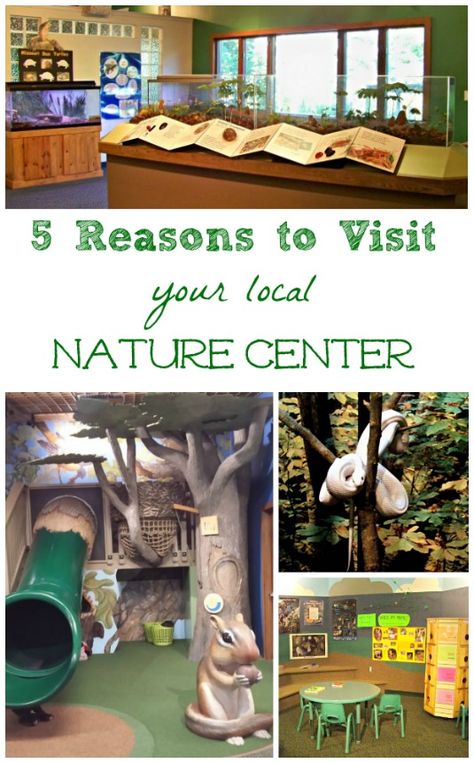 Nature Center Ideas, Provocation Ideas, Homeschool Goals, Nature Preschool, Outdoor Learning Activities, Nature Exploration, Amazing Experiences, Backyard Activities, Nature Room