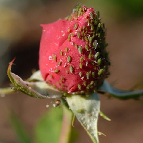 Use homemade insecticide to kill the bugs on your roses. Aphid Spray Homemade, Bugs On Roses, Knockout Roses Care, Aphid Spray, Homemade Insecticide, Roses Garden Care, Diy Bug Spray, Green Bug, Grow Avocado