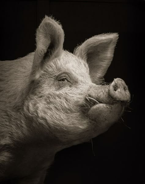 Pig Sculpture, Pig Art, Cute Pigs, Animal Faces, Animal Photo, Nature Animals, Animal Paintings, Animal Kingdom, Animal Photography