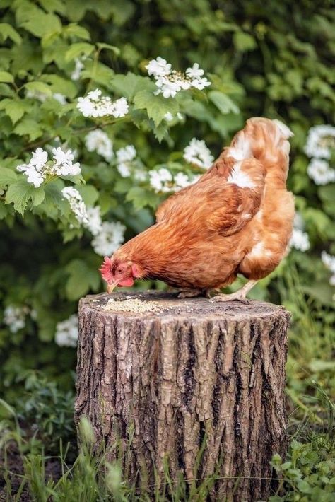 Chicken Animal Photography, Chickens Aesthetic, Pretty Chickens, Draw Chicken, Chicken Photography, Casserole Recipes Chicken, Chicken Pics, Aesthetic Chicken, Chicken Photos