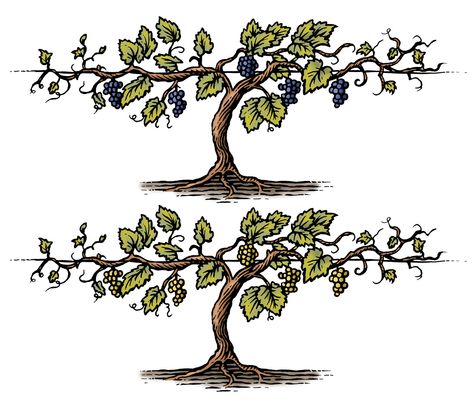 © Steven Noble - Grapevine woodcut Illustration #woodcut #grapevine #illustration #etching #grapes #wine # vine #vineyard #illustrator #artist #winery Grapevine Drawing Simple, Vineyard Drawing Grape Vines, Grape Vines Drawing, Grape Vine Illustration, Grapevine Drawing, Winery Drawing, Grape Vines Art, Grapevine Illustration, Grape Vine Drawing