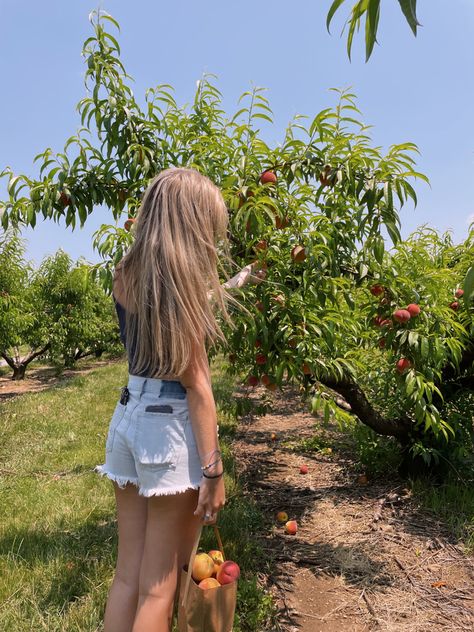 Peach picking #blondhair #peaches Peach Picking, Fruit Picking, Peaches, Blonde Hair, Fruit, Pins, Quick Saves