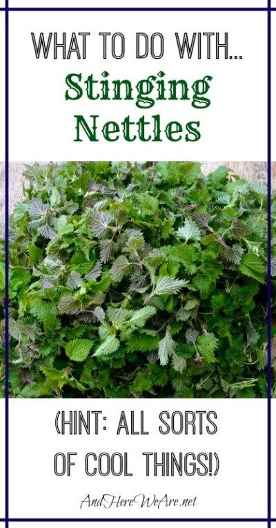 Medicine Plants, Magical Kitchen, Foraging Guide, Edible Weeds, Edible Wild Plants, Foraged Food, Stinging Nettle, Astuces Diy, Natural Healing Remedies