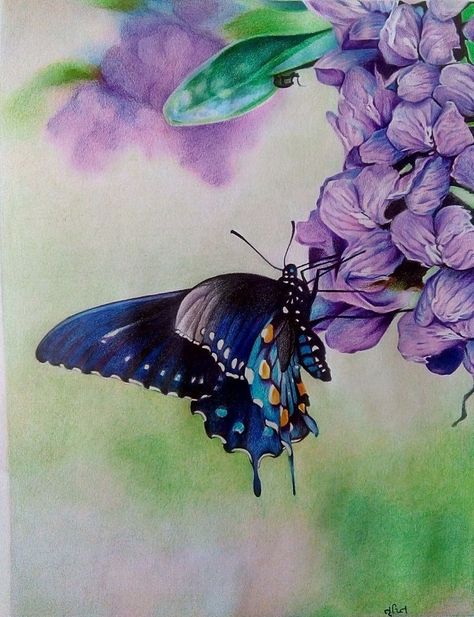 Nature Colour Pencil Drawing, Nature Drawing Colour Pencil, Colorful Butterfly Drawing, Colour Pencil Drawing, Colorful Art Paintings, Hard Drawings, Canvas Art Painting Acrylic, Color Pencil Sketch, Realistic Pencil Drawings