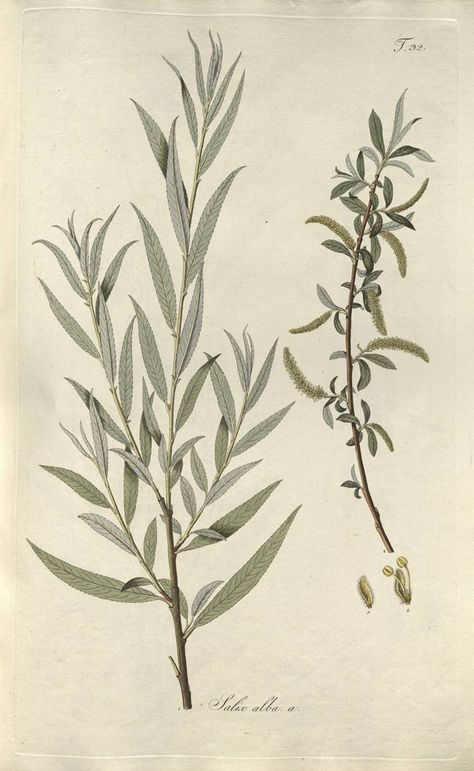 Willow Botanical Illustration, Willow Tree Botanical Illustration, Willow Plant, White Willow, Willow Illustration, Willow Leaves, Willow Tree Tattoos, Willow Bark, Tattoo Themes