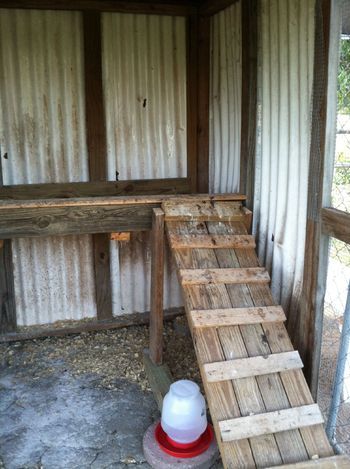 Ladder to roost Diy Chicken Roost Ladder, Chicken Playground, Chicken Ladder, Ladder Bar, Chicken Roost, Chicken Boxes, Chicken Coup, Old Ladder, Chicken Coop Run