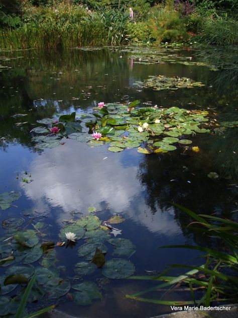 Monet's lily pond in Giverny France. See all pictures at A Traveler's Library. Monet Garden Giverny, Monet Claude, Monet Garden, Pond Painting, Water Lily Pond, Scrap Art, Water Lilly, Monet Paintings, Lily Pond