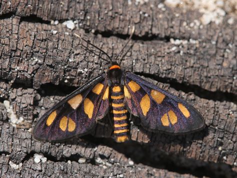 An Australian Tiger Moth taken at Lake Werri Berri, Thirlmere Lakes National Park, Blue Mountains World Heritage area, New South Wales, Australia on the 18th March 2014.  If anyone could ID to exact species I'd be grateful! Australian Moths, Australian Butterflies, Moth Photography, Hercules Moth, Australian Insects, Giant Moth, Aussie Animals, Moth Species, Atlas Moth