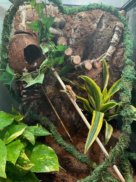 Diy Crested Gecko Background, Crusted Geckos Tank, Bio Active Terrarium Crested Gecko, Gecko Terrarium Aesthetic, Created Gecko Enclosure, Leachie Gecko Enclosure, Crested Gecko Habitat Ideas, Gargoyle Gecko Enclosure, Bio Active Terrarium