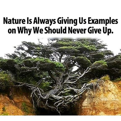 Nature Is Always Giving Us Examples On Why We Should Never Give Up Weird Trees, The Floor Is Lava, Earth Pictures, Old Trees, Unique Trees, Tree Photography, Tree Roots, Nature Tree, Tree Forest